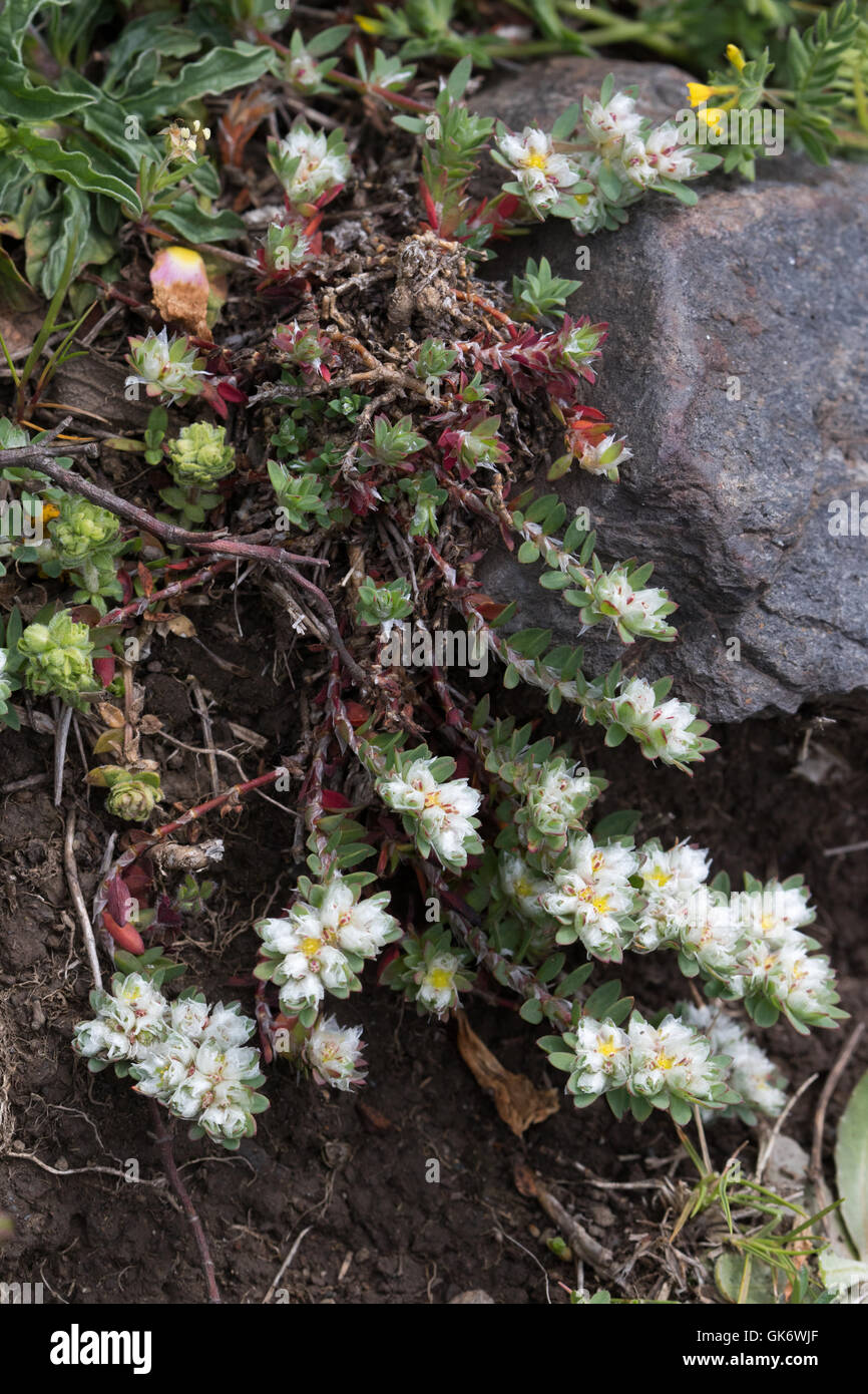 Paronychia argentea (Algerian Tea) flowers Stock Photo