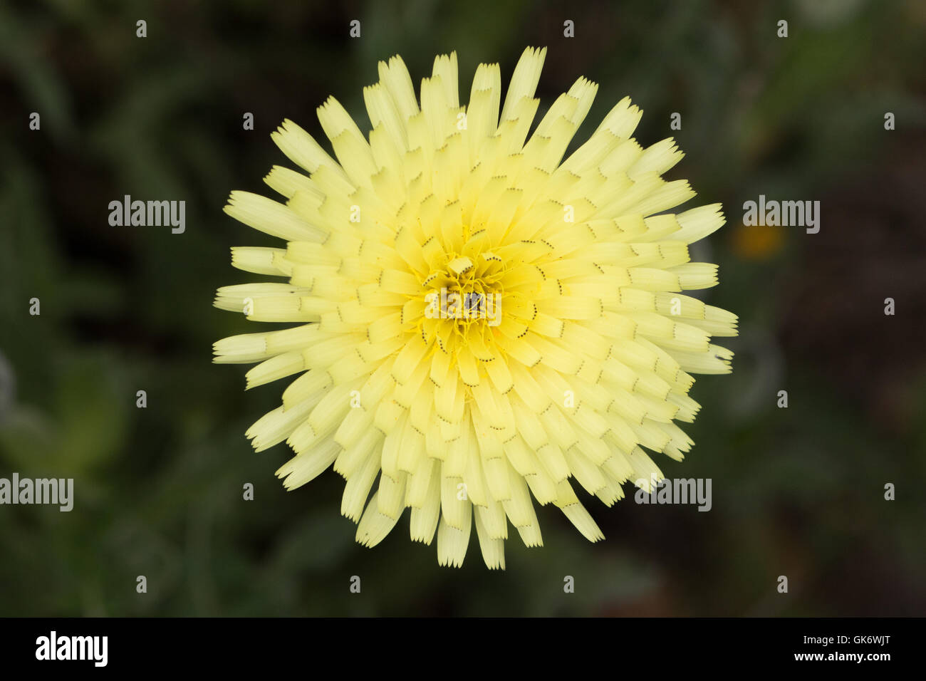 Smooth Golden Fleece (Urospermum dalechampii) flower Stock Photo