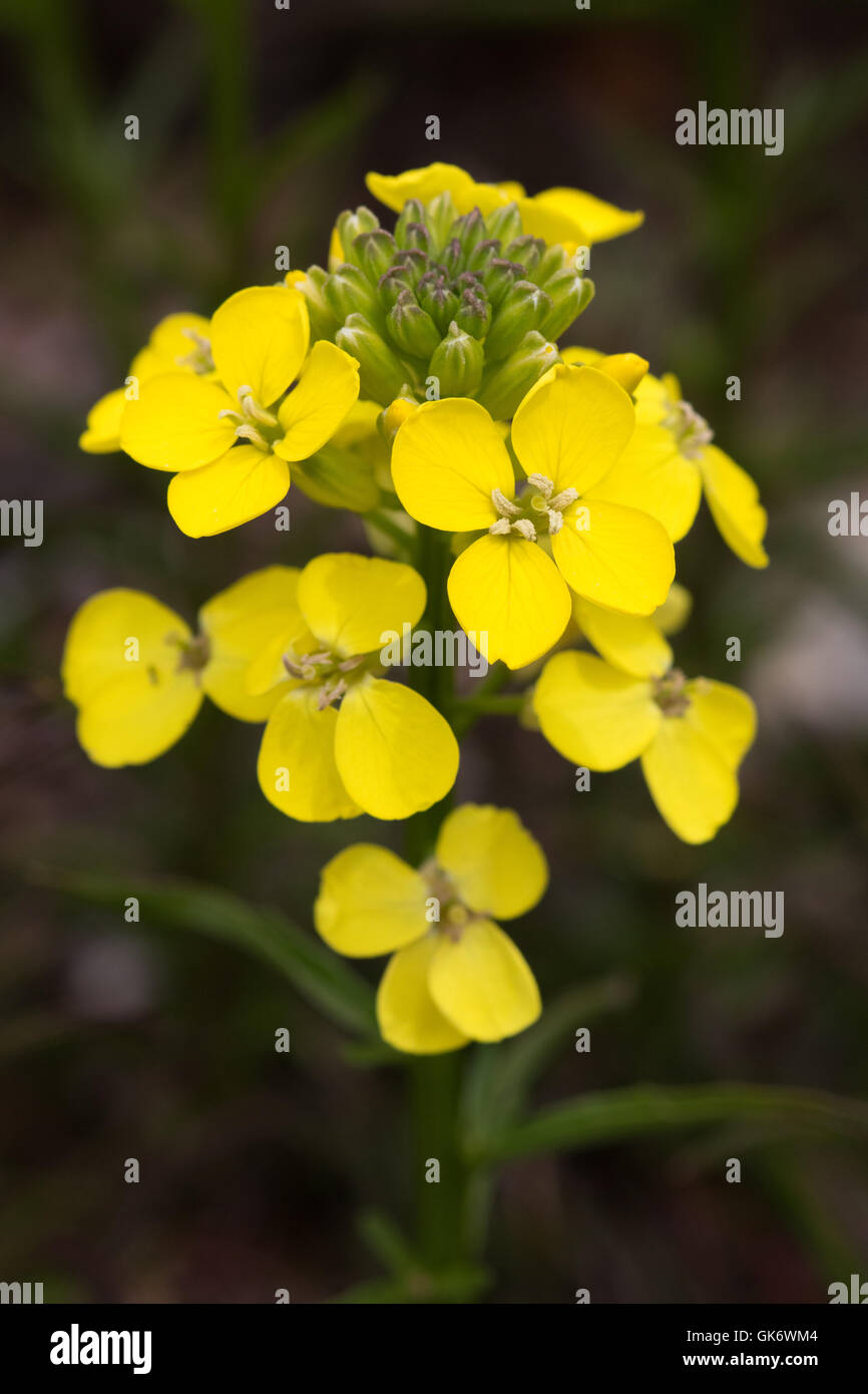 yellow crucifer flowers (Brassicaceae - Cabbage family) in Catalunya, Spain Stock Photo