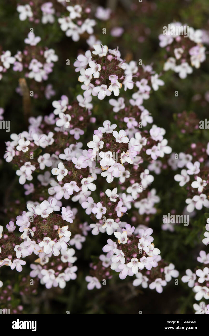 Sea Heath (Frankenia laevis) flowers Stock Photo