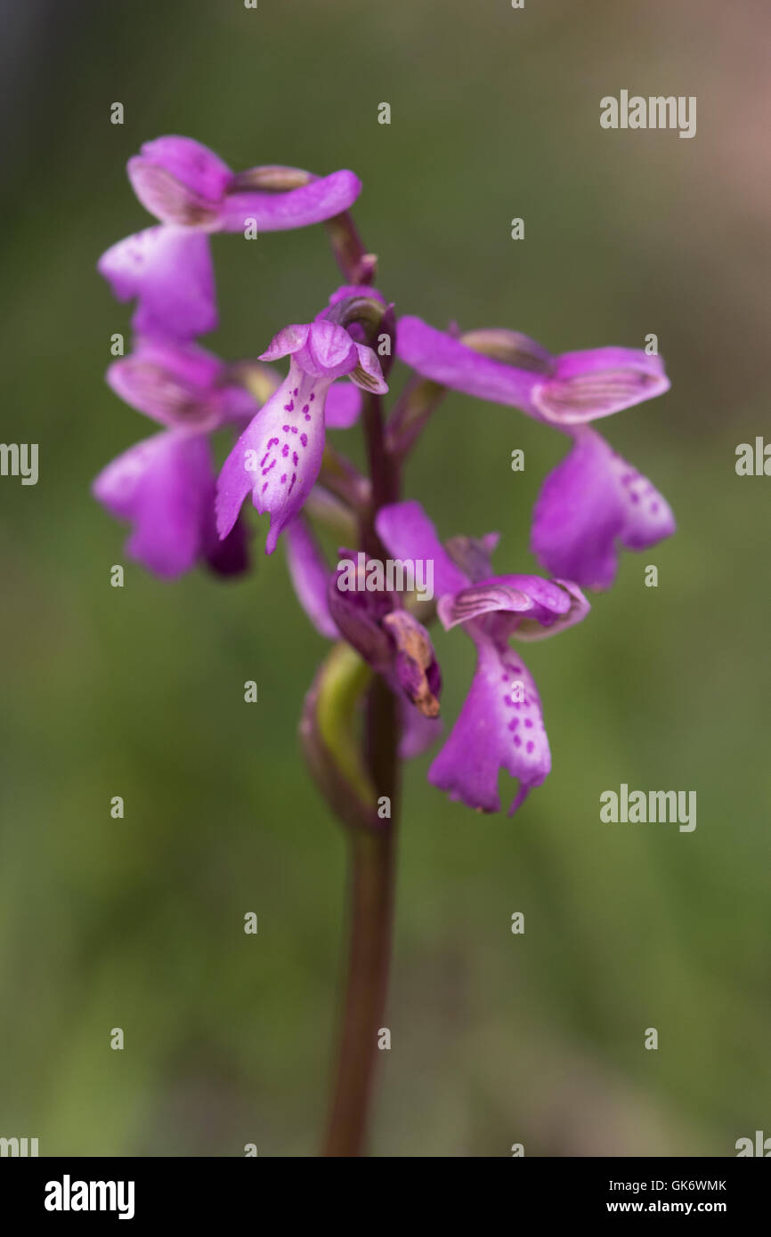 Green-winged Orchid (Orchis morio) flowers Stock Photo