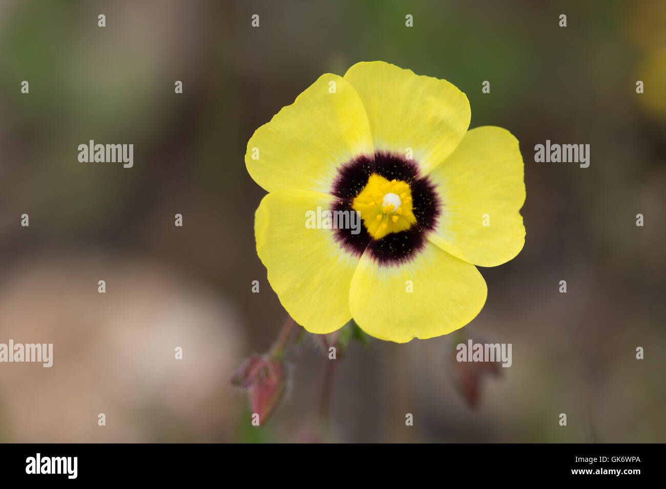 Annual Rock Rose (Tuberaria guttata) flower Stock Photo