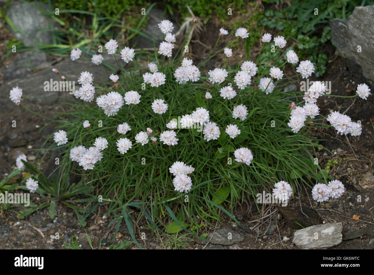 Jersey Thrift (Armeria arenaria bupleuroides) flowers Stock Photo