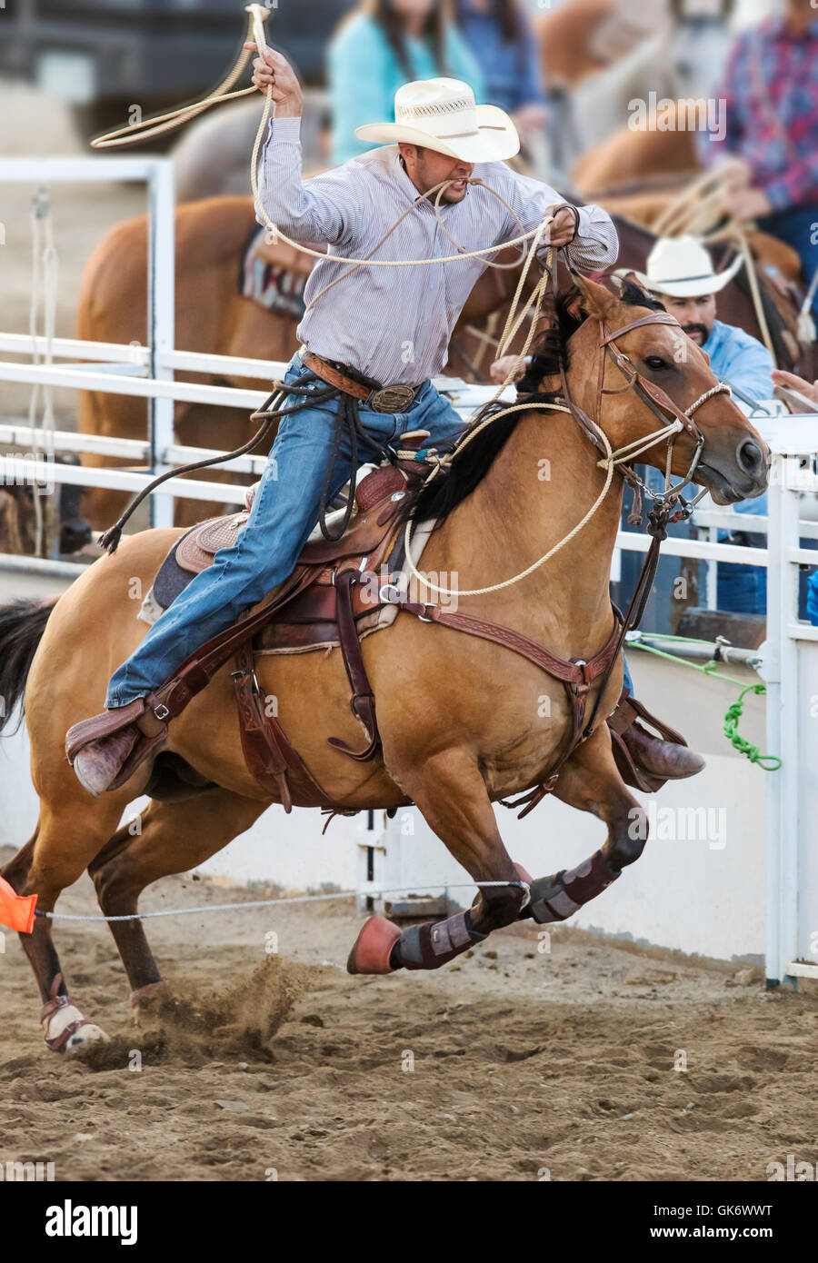 Rodeo cowboy on horseback competing in calf roping, or tie-down roping event, Chaffee County Fair & Rodeo, Salida, Colorado, USA Stock Photo