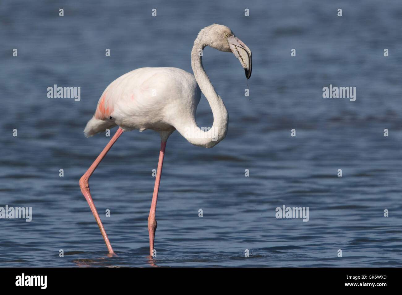 Greater Flamingo (Phoenicopterus ruber) Stock Photo