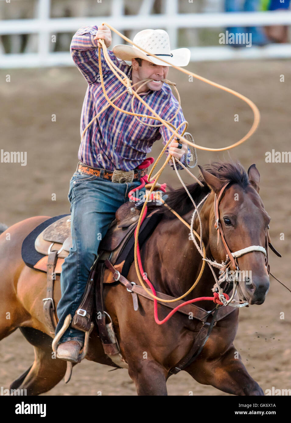 Rodeo cowboy on horseback competing in calf roping, or tie-down roping event, Chaffee County Fair & Rodeo, Salida, Colorado, USA Stock Photo