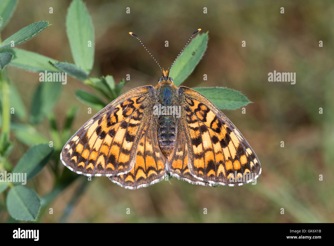 Knapweed Fritillary (Melitaea phoebe) butterfly basking on clover leaves Stock Photo