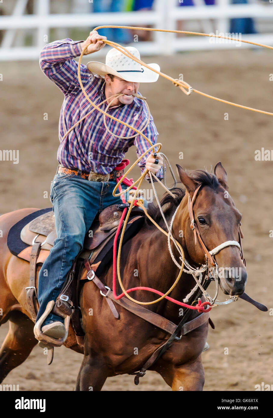 Rodeo cowboy on horseback competing in calf roping, or tie-down roping event, Chaffee County Fair & Rodeo, Salida, Colorado, USA Stock Photo