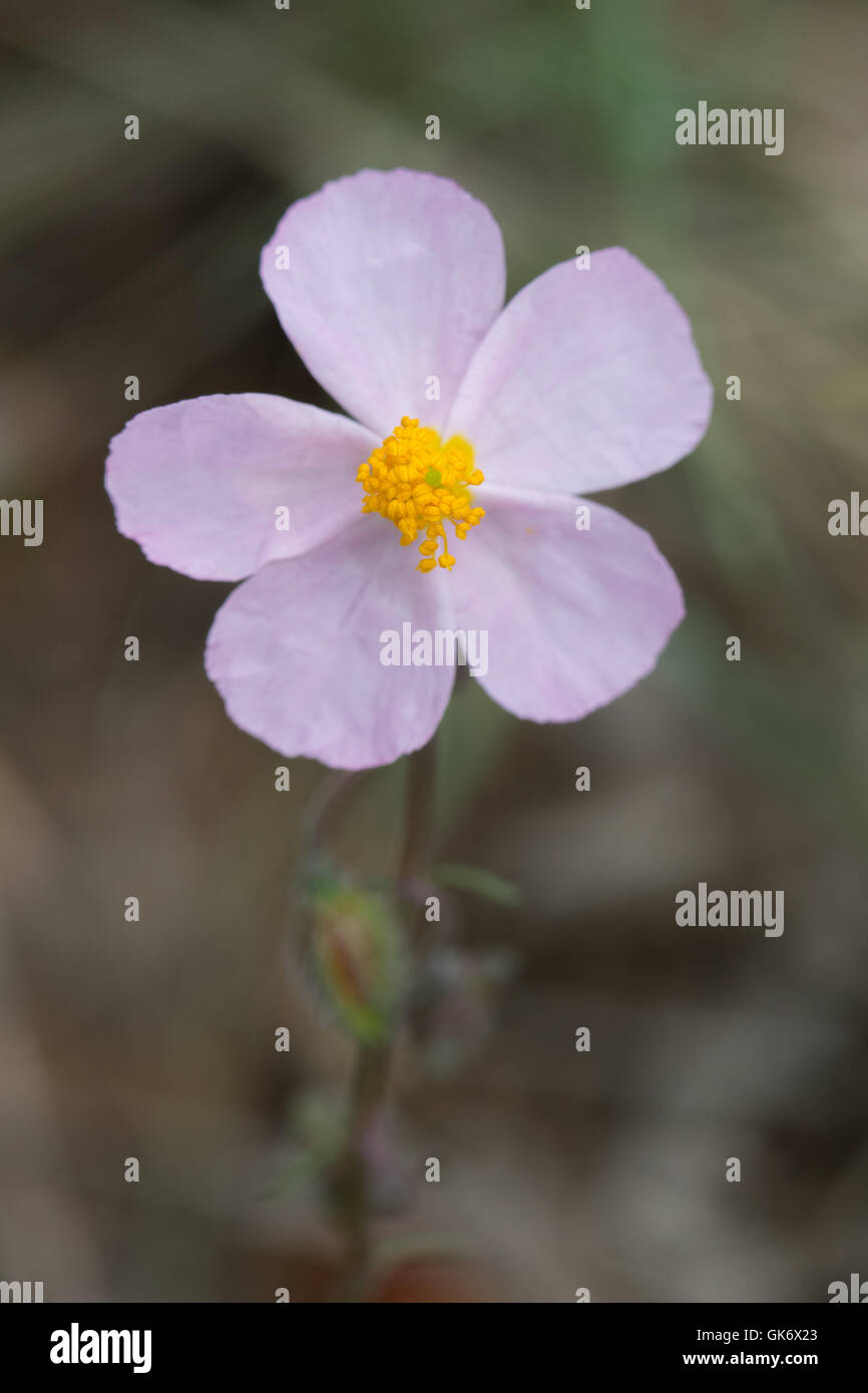 a pink rock-rose (Helianthemum sp.) from the foothills of the Pyrenees Stock Photo