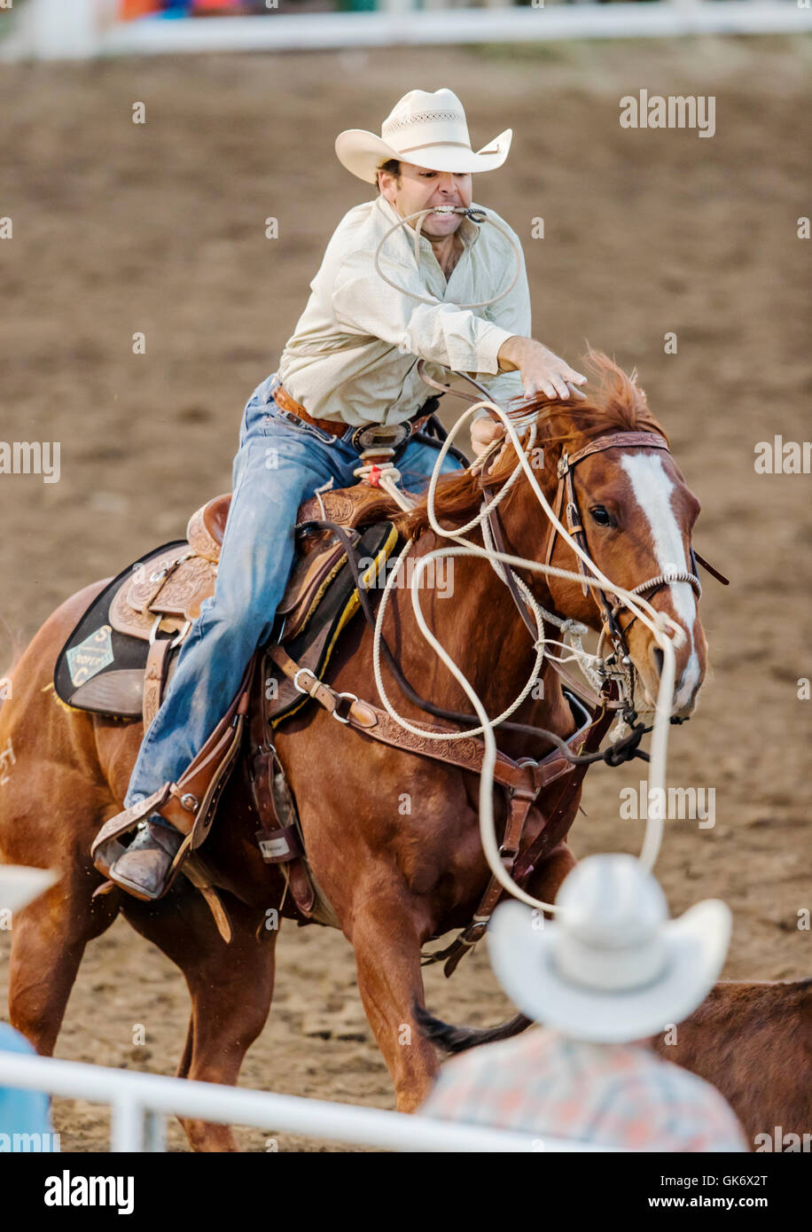 Rodeo cowboy on horseback competing in calf roping, or tie-down roping event, Chaffee County Fair & Rodeo, Salida, Colorado, USA Stock Photo