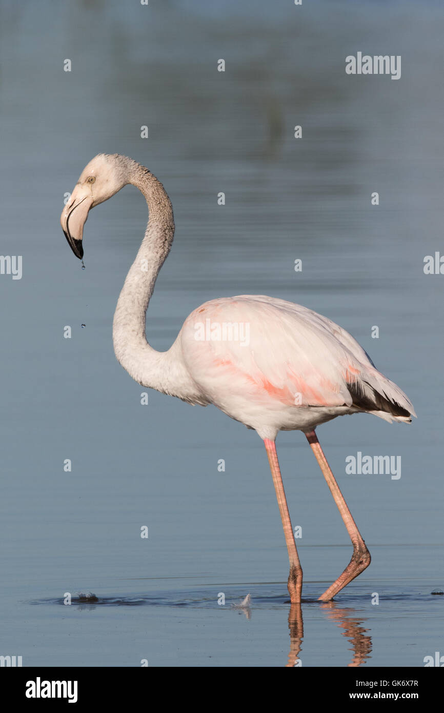 Greater Flamingo (Phoenicopterus ruber) Stock Photo