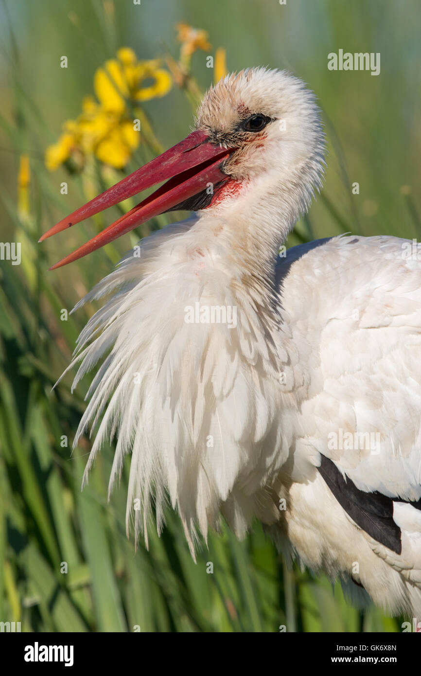 headshot of a White Stork (Ciconia ciconia) Stock Photo