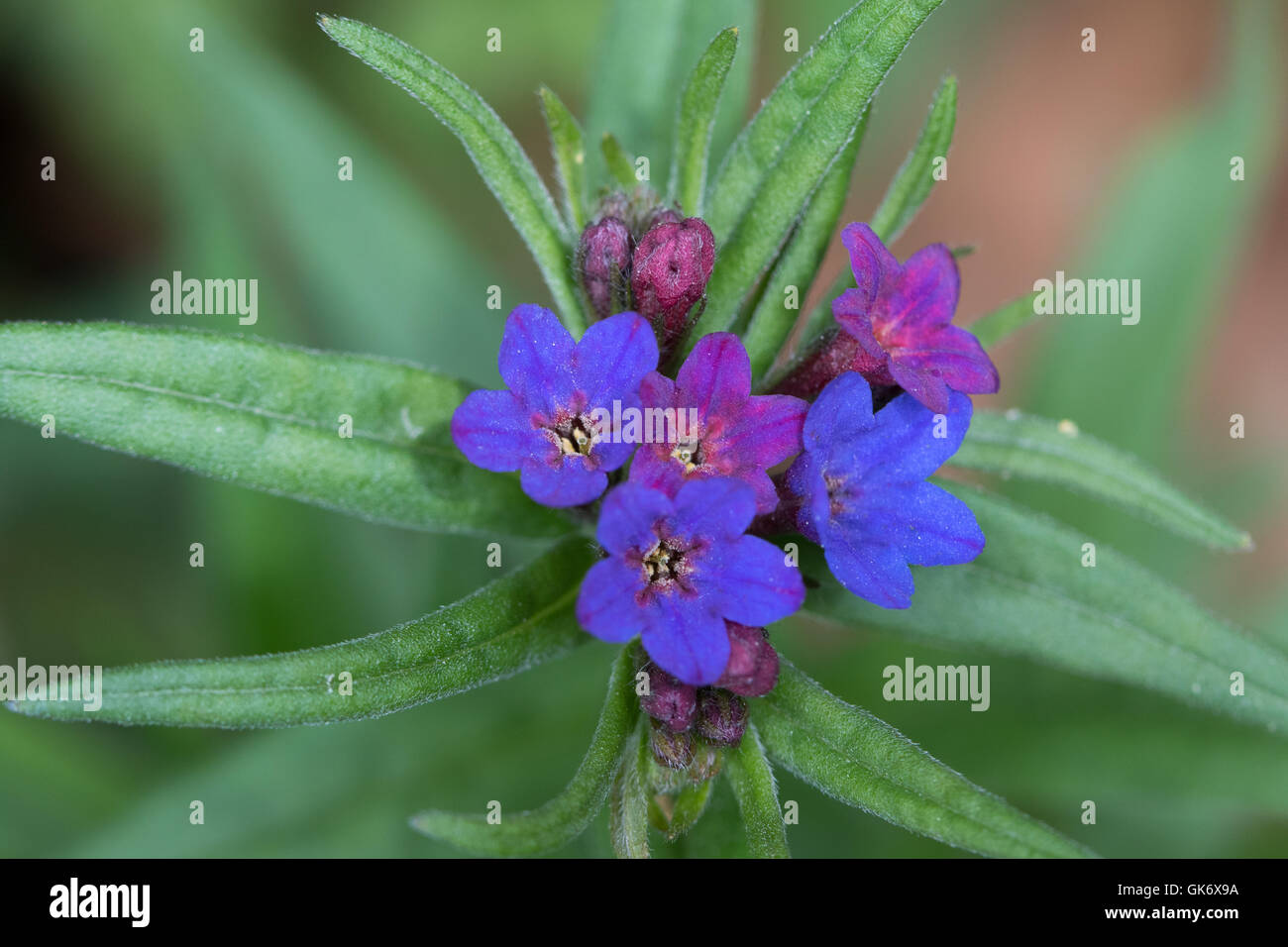 Purple Gromwell (Lithospermum purpurocaeruleum) Stock Photo