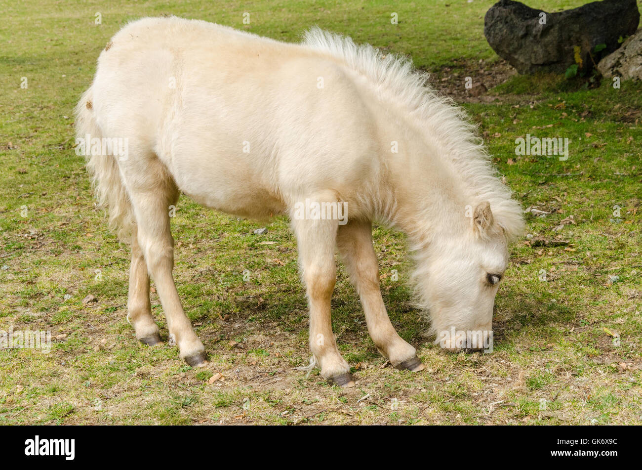 A white miniature pony. Stock Photo