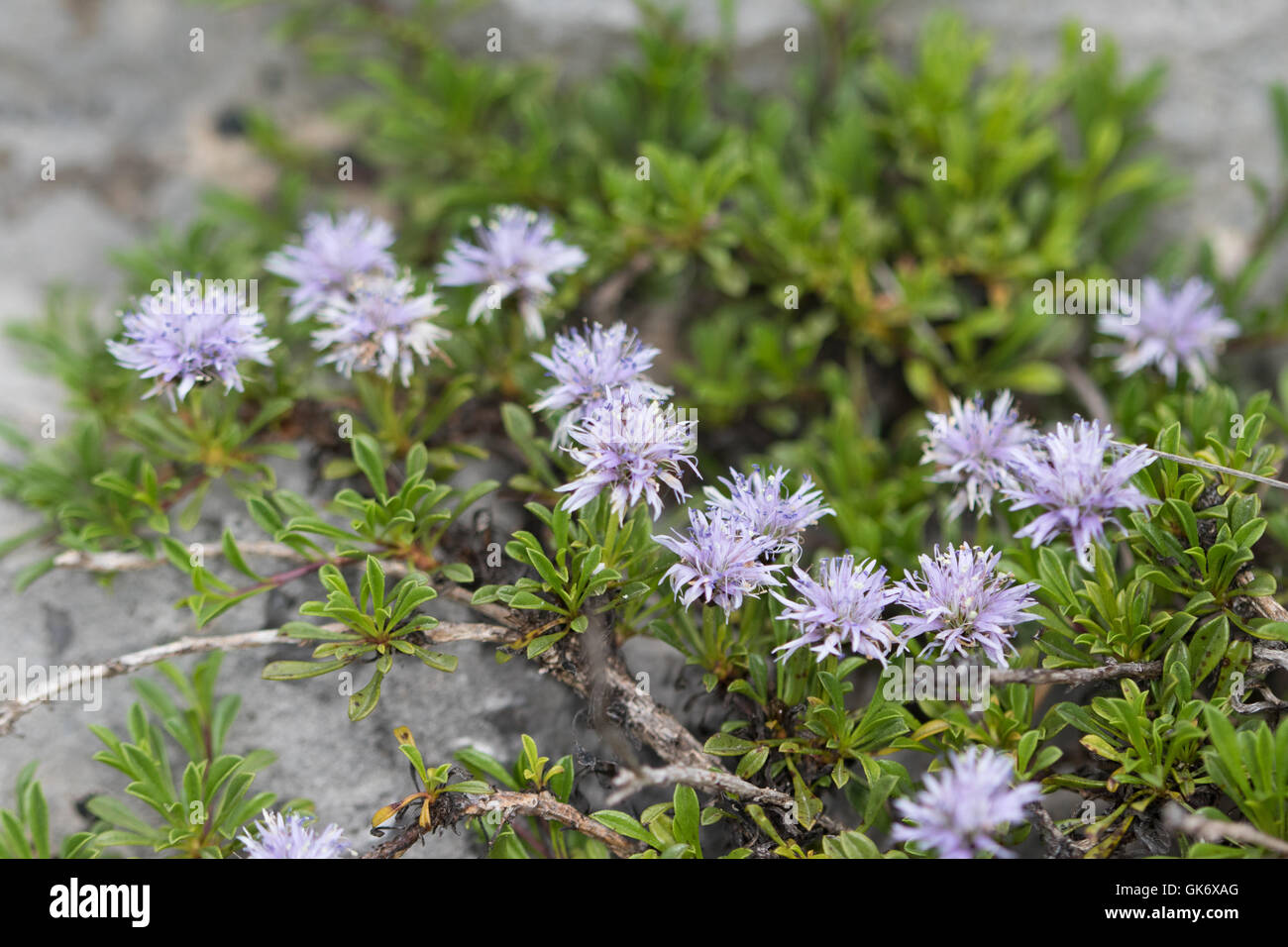 Matted Globularia (Globularia repens) Stock Photo