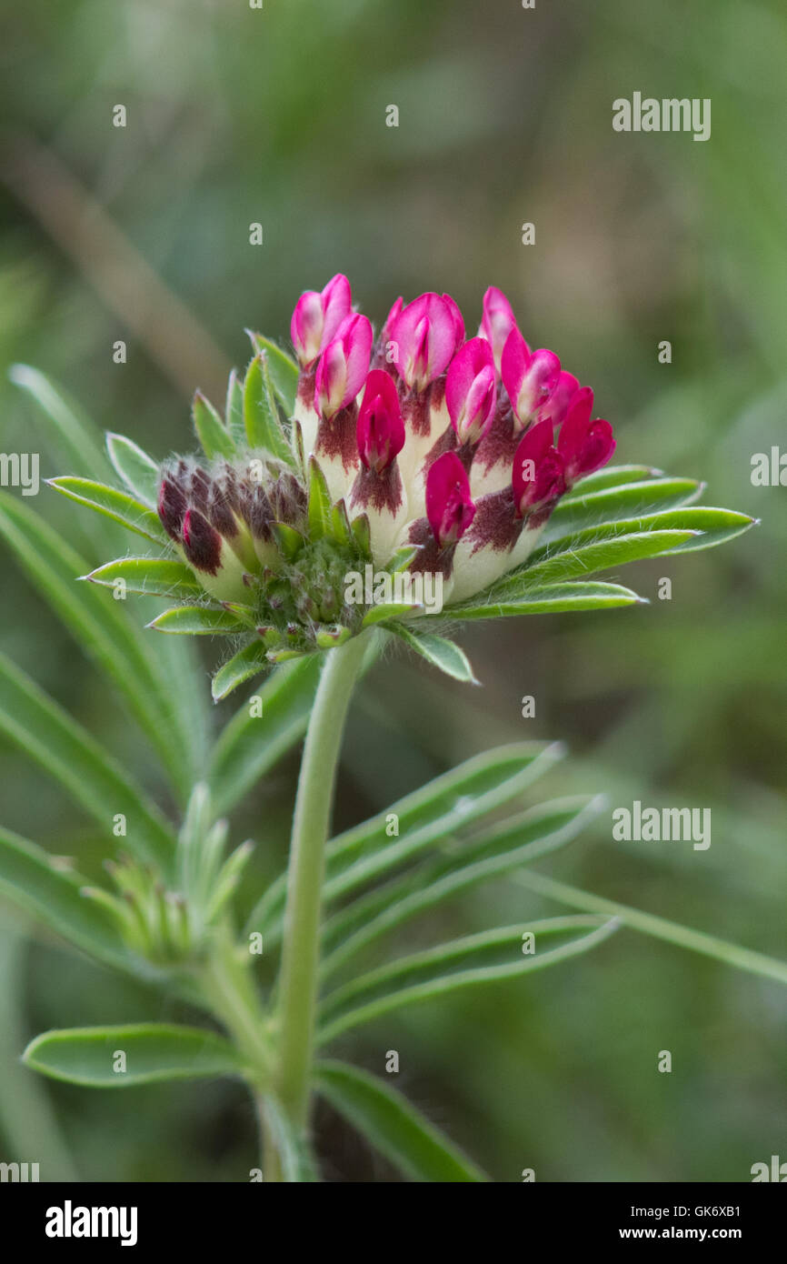 Mountain Kidney Vetch (Anthyllis montana) flower Stock Photo