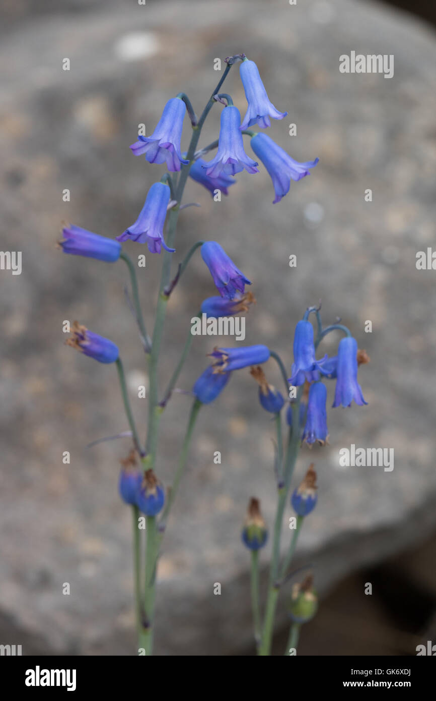 Hyacinthus amethystinus hi-res stock photography and images - Alamy