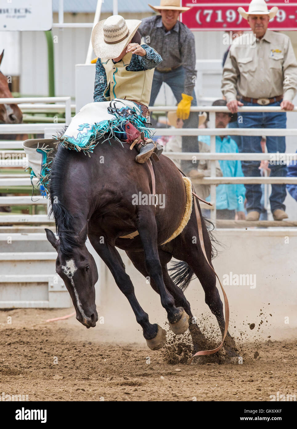 Rodeo cowboy riding a bucking horse, saddle bronc competition, Chaffee
