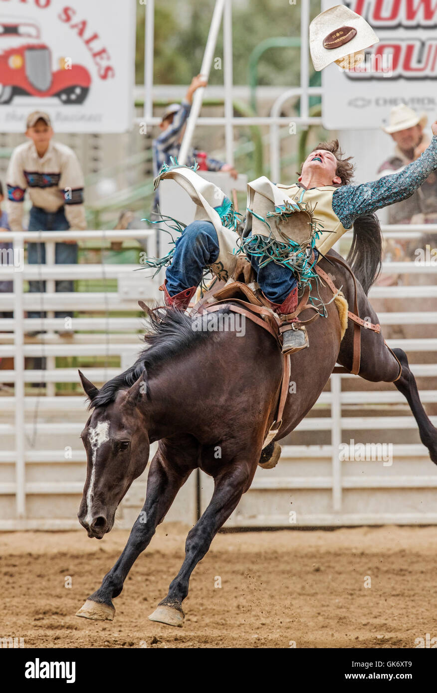 Rodeo cowboy riding a bucking horse, saddle bronc competition, Chaffee
