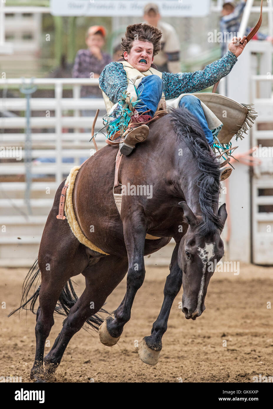 Rodeo cowboy riding a bucking horse, saddle bronc competition, Chaffee