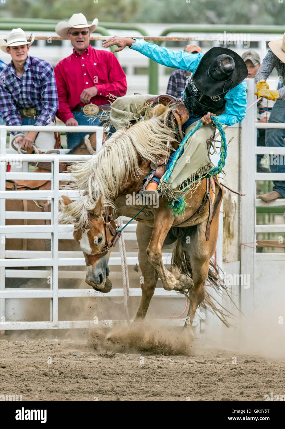 Rodeo cowboy riding a bucking horse, saddle bronc competition, Chaffee