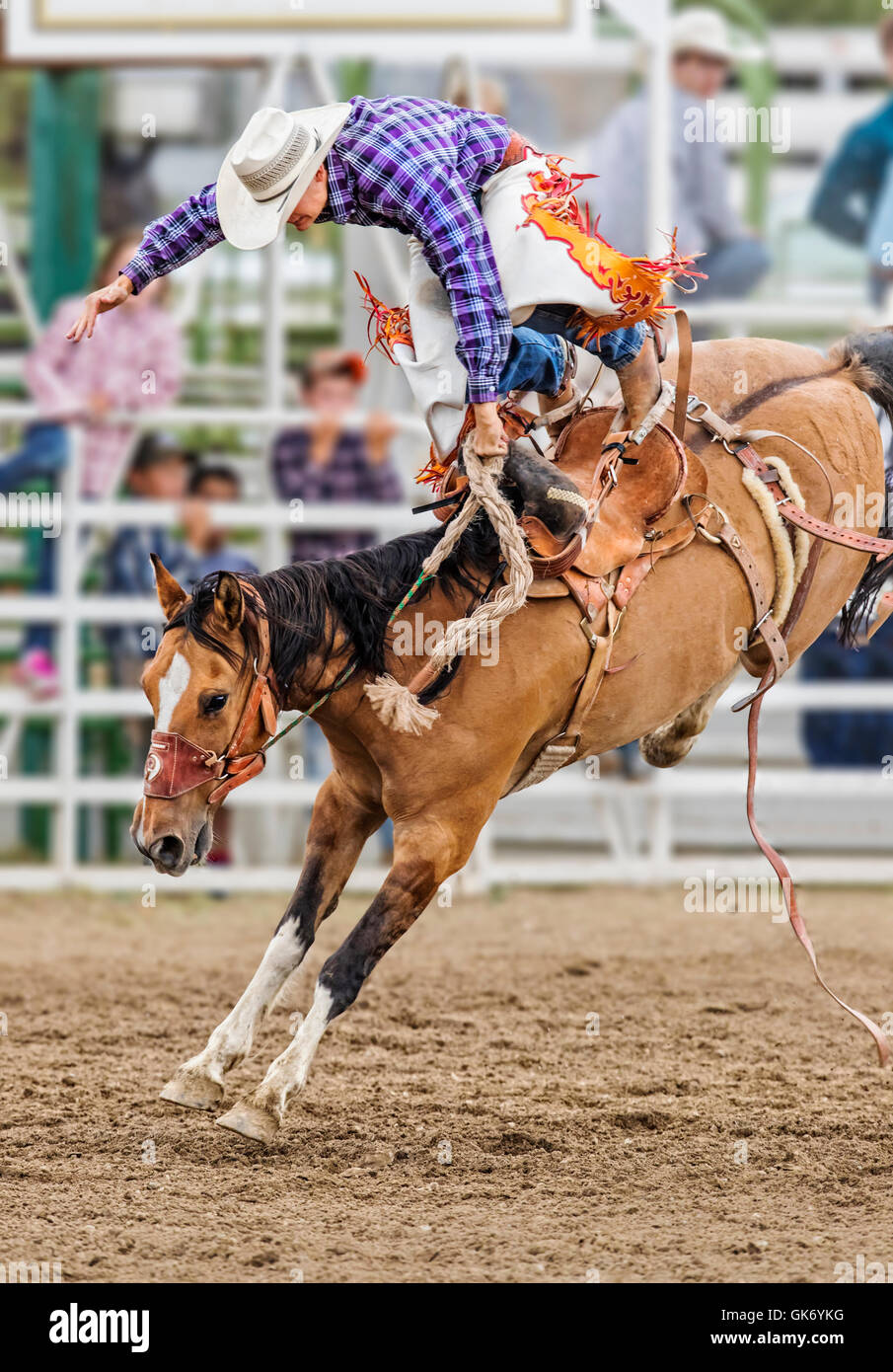Rodeo cowboy riding a bucking horse, saddle bronc competition, Chaffee