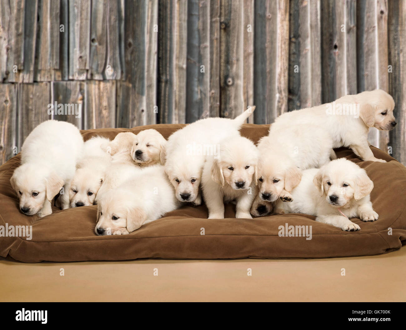 Studio photo of eleven white - platinum - beige Golden Retriever puppies in a large dog bed. Stock Photo