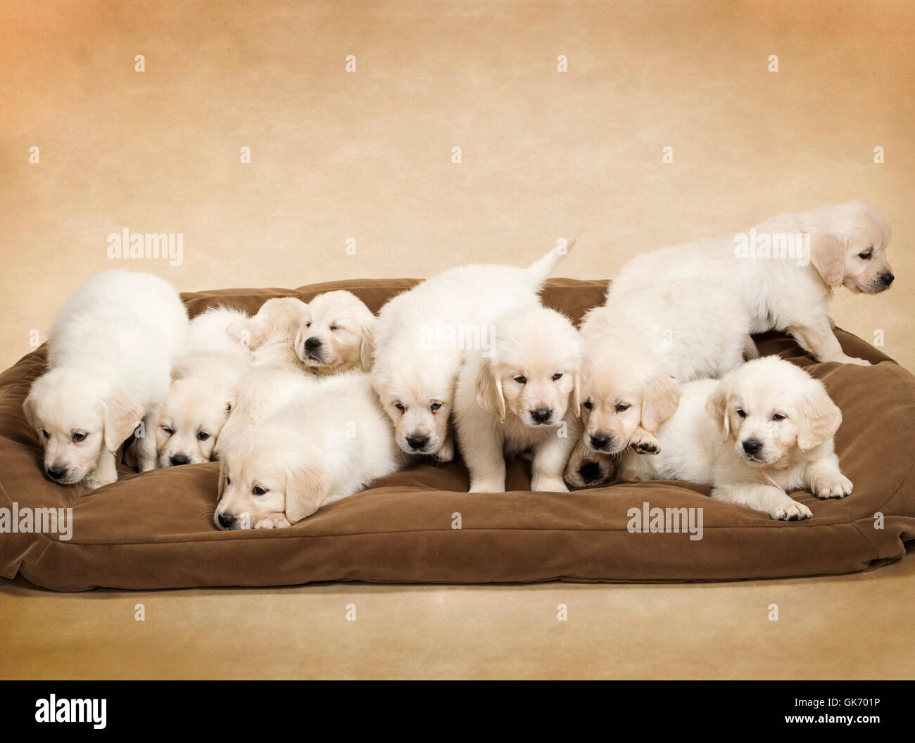 Studio photo of eleven white - platinum - beige Golden Retriever puppies in a large dog bed. Stock Photo