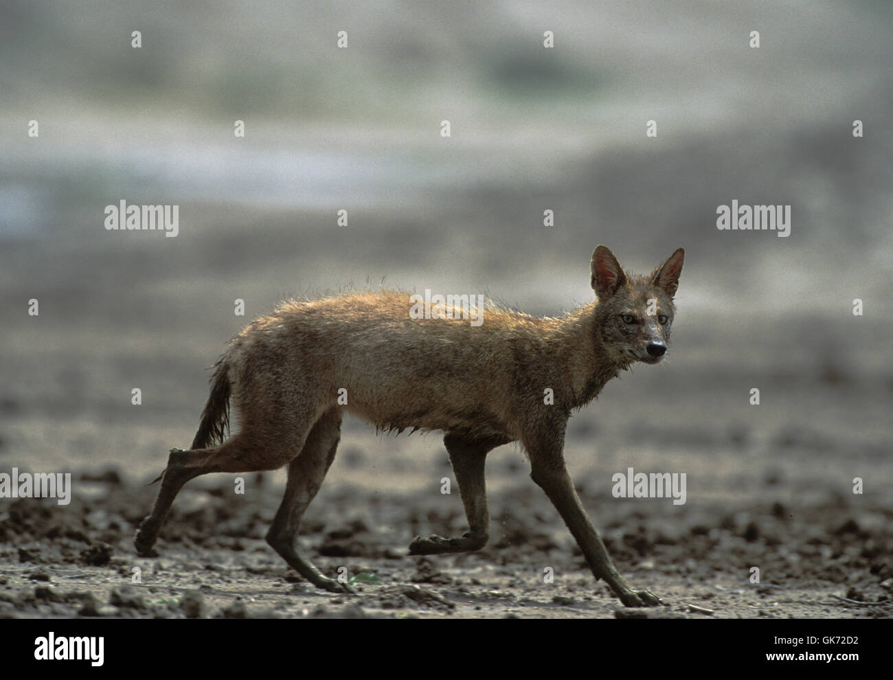 Indian Jackal, Canis aureus indicus, in the hot season, Velavadar National Park, Gujarat, India Stock Photo