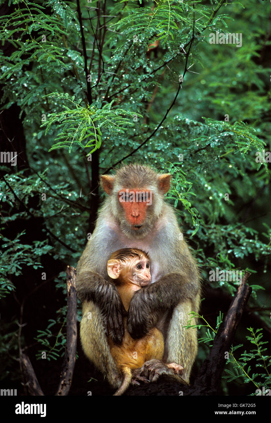 Rhesus macaque, Macaca mulatta, infant with mother in tree, Rajasthan, India Stock Photo