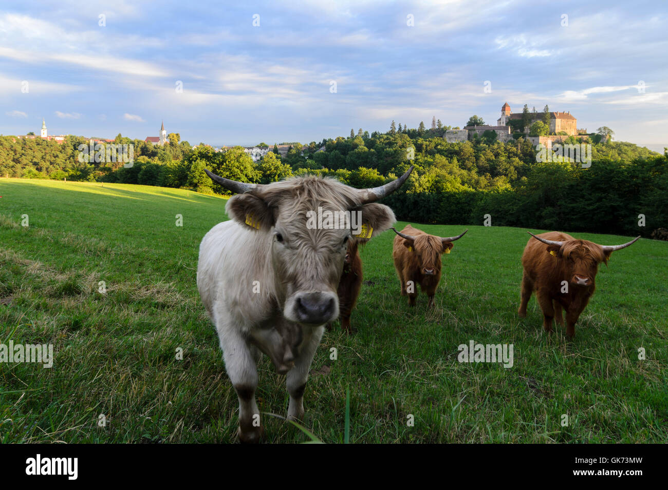 Bernstein: Scottish Highland cattle and a Grey Cattle Cow at Bernstein Castle, Austria, Burgenland, Stock Photo