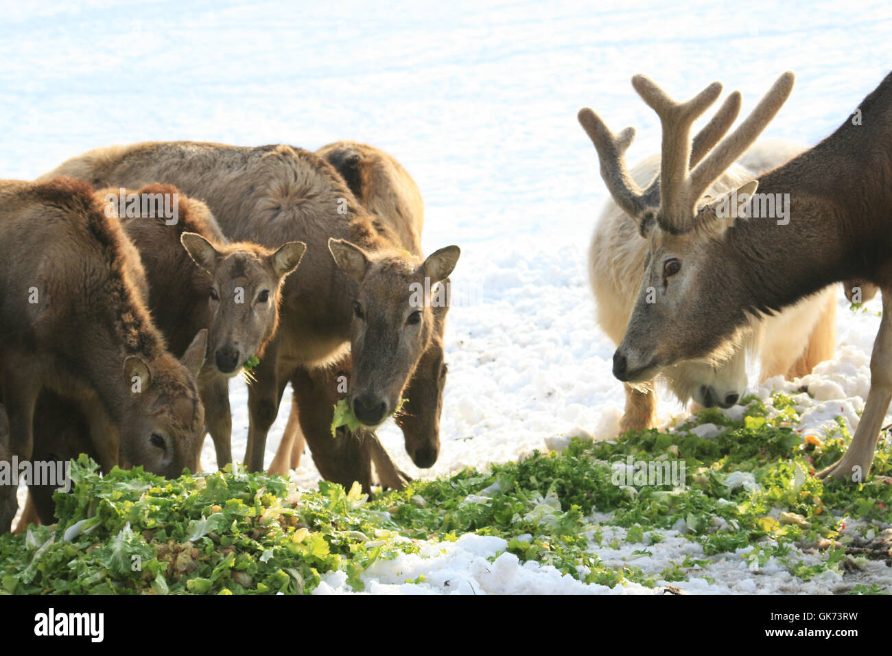 damm wildfutterung Stock Photo