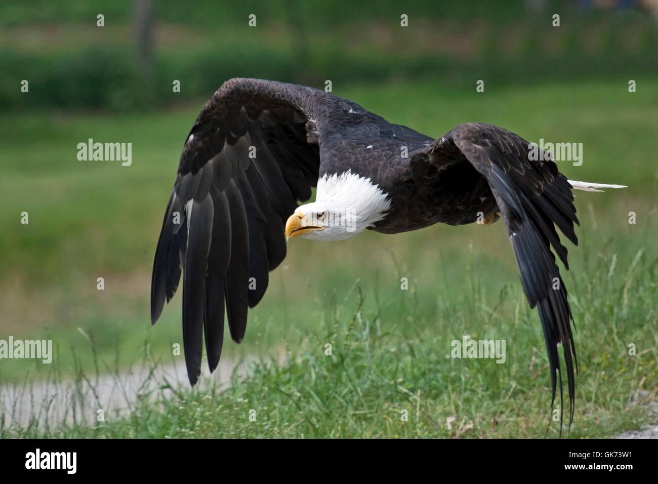 bald eagle Stock Photo