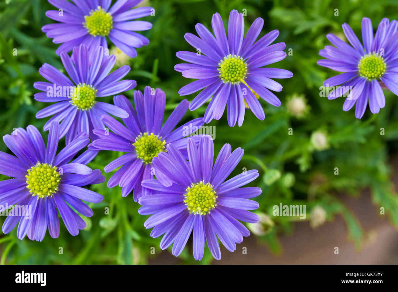 blue daisy (brachyscome iberidifolia) Stock Photo