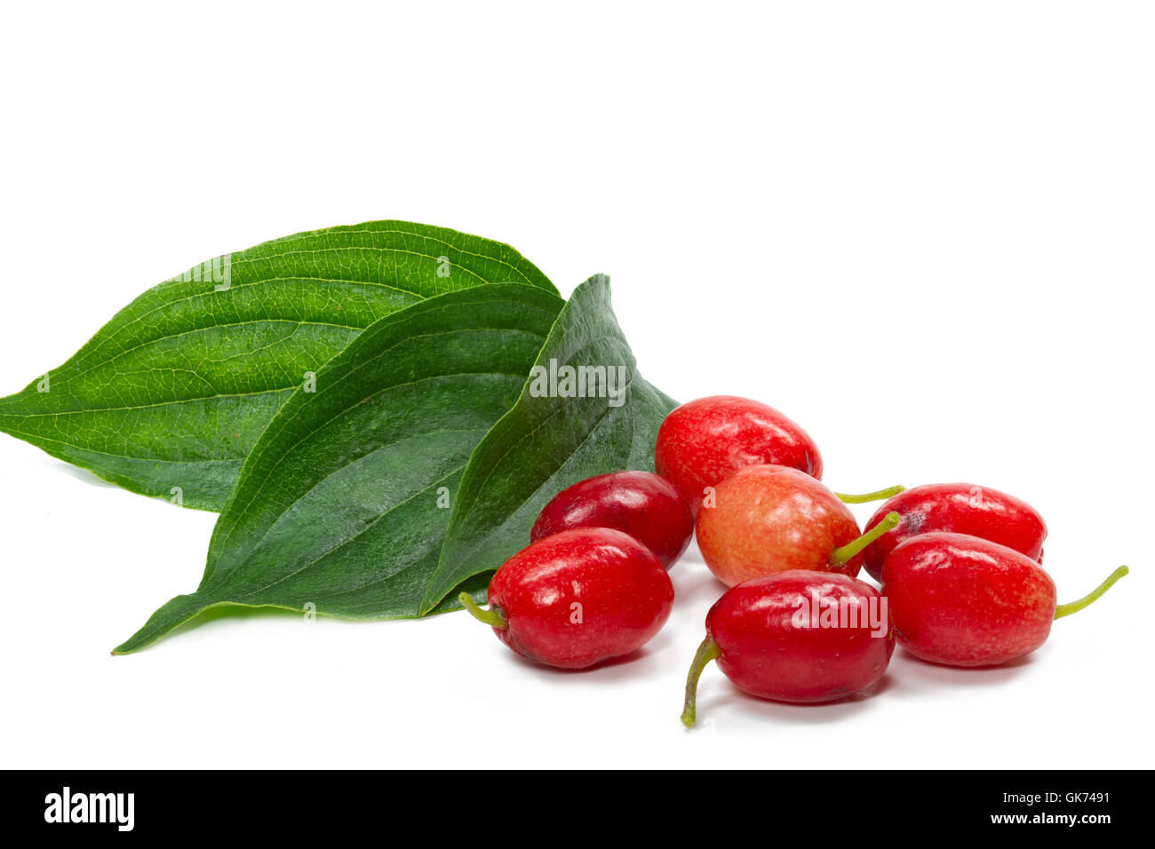 berries and leaves of cornus (cornus mas) Stock Photo