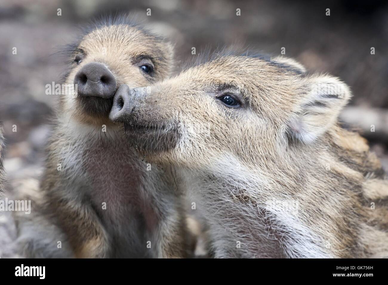 offspring boars cute Stock Photo