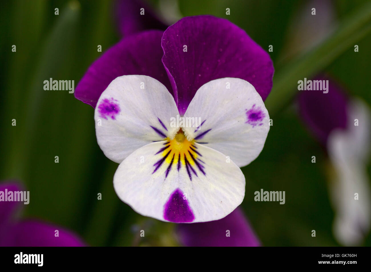 pansies - violet - viola Stock Photo