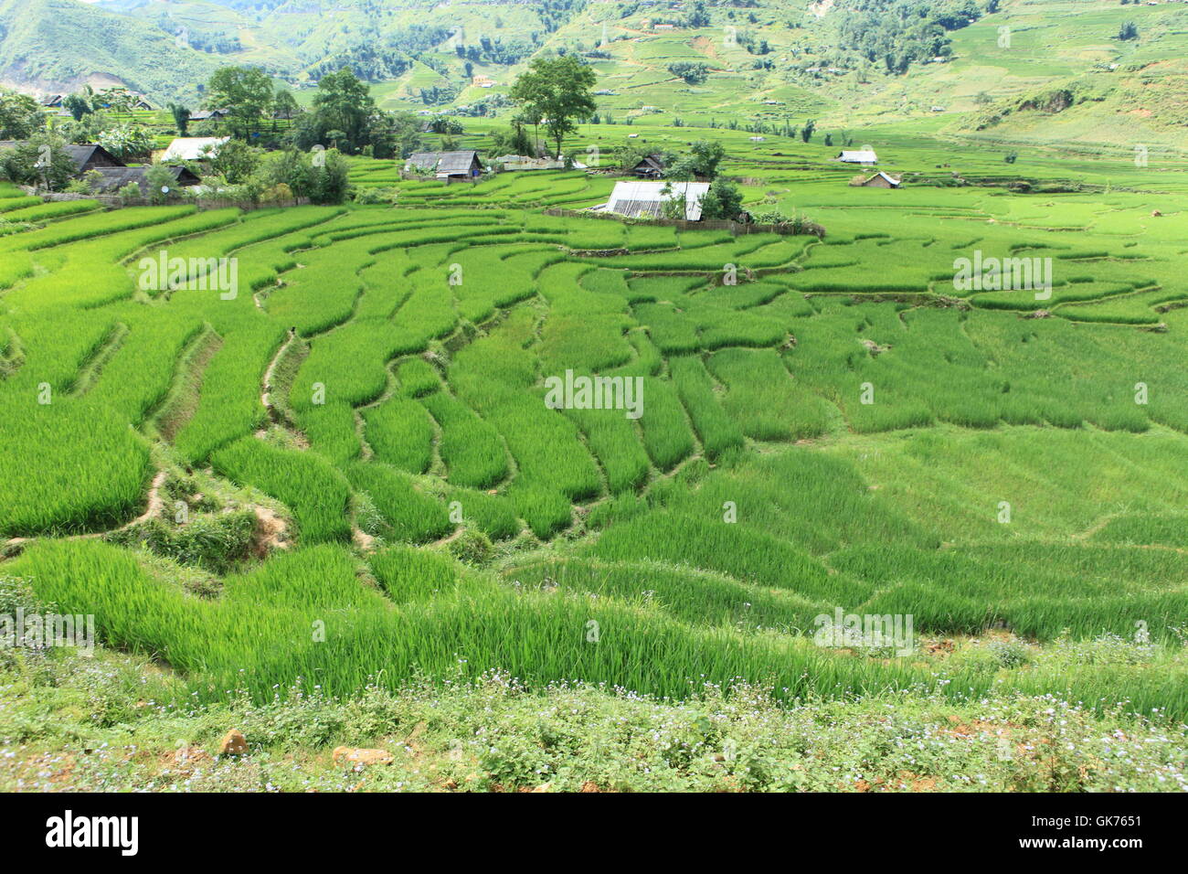 landscape in vietnam Stock Photo
