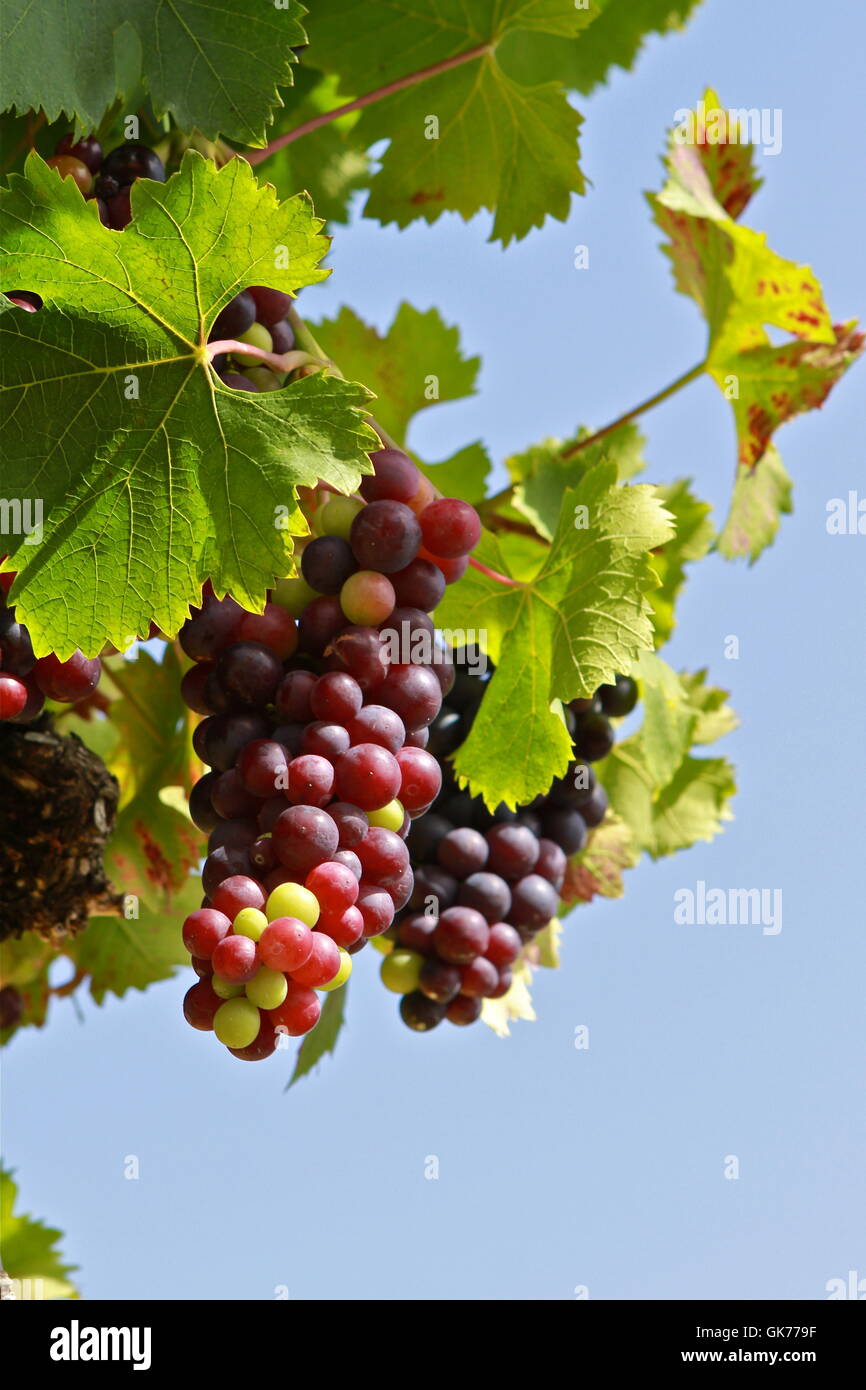 grapes Stock Photo Alamy
