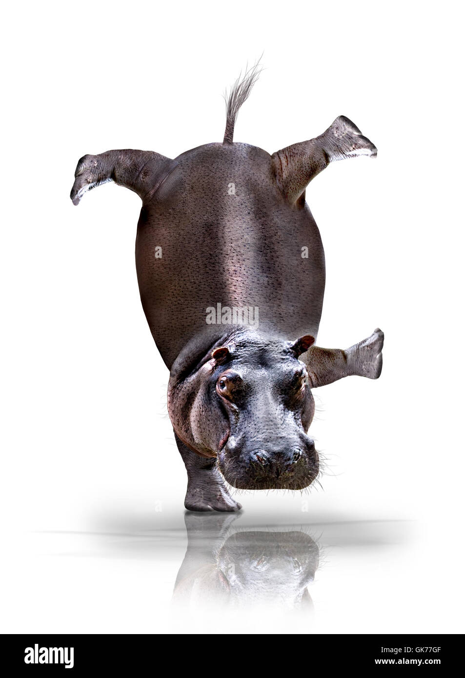 happy hippo Stock Photo