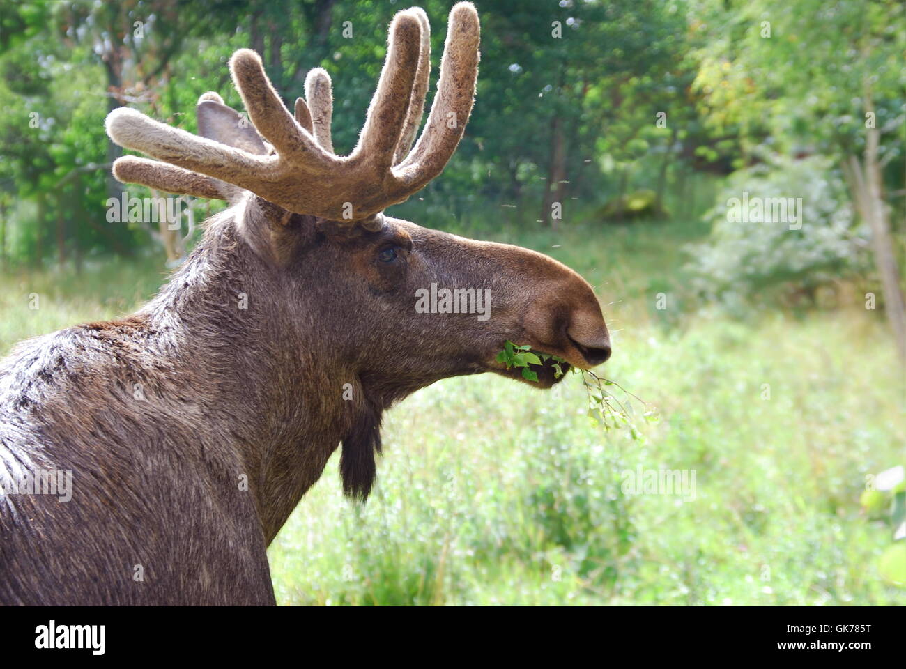 canada wildlife elk Stock Photo