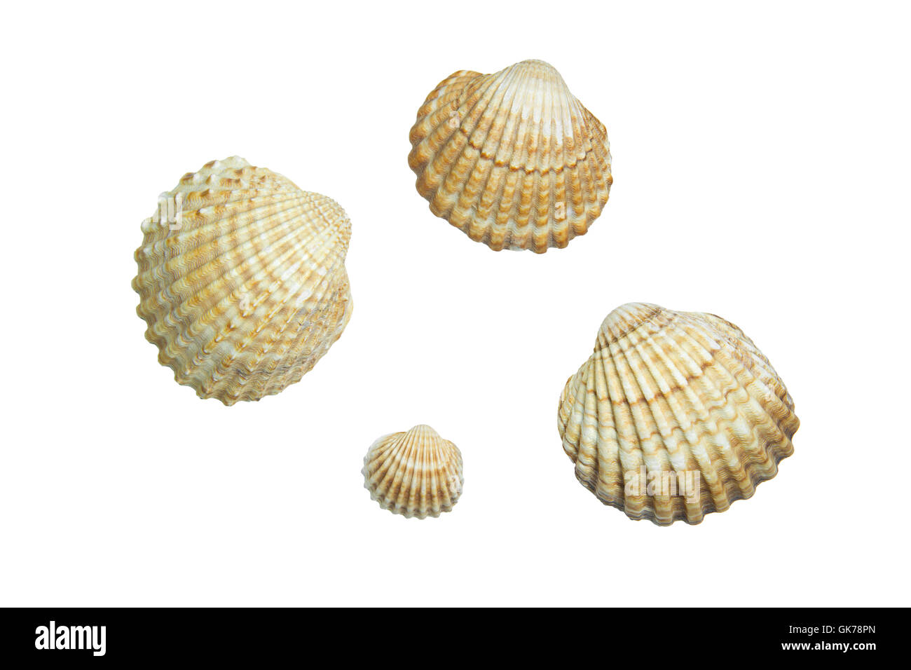 shells exempted Stock Photo