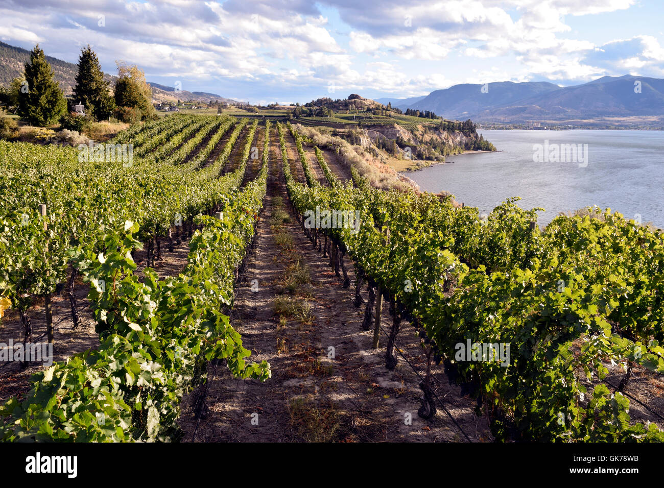 Vineyards Winery Wineries Scenic Scenics Landscape Landscapes
