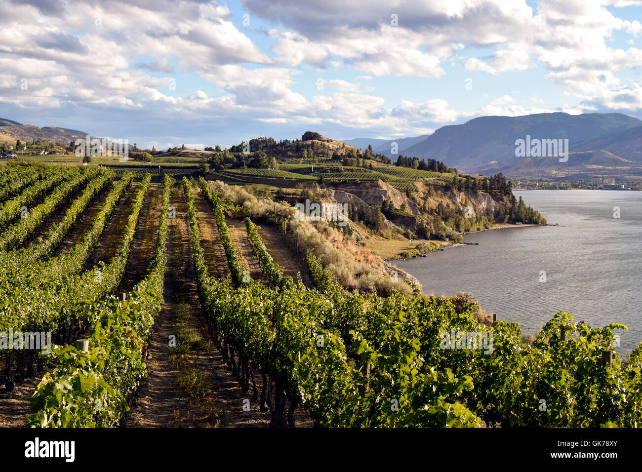 Vineyards Winery Wineries Scenic Scenics Landscape Landscapes