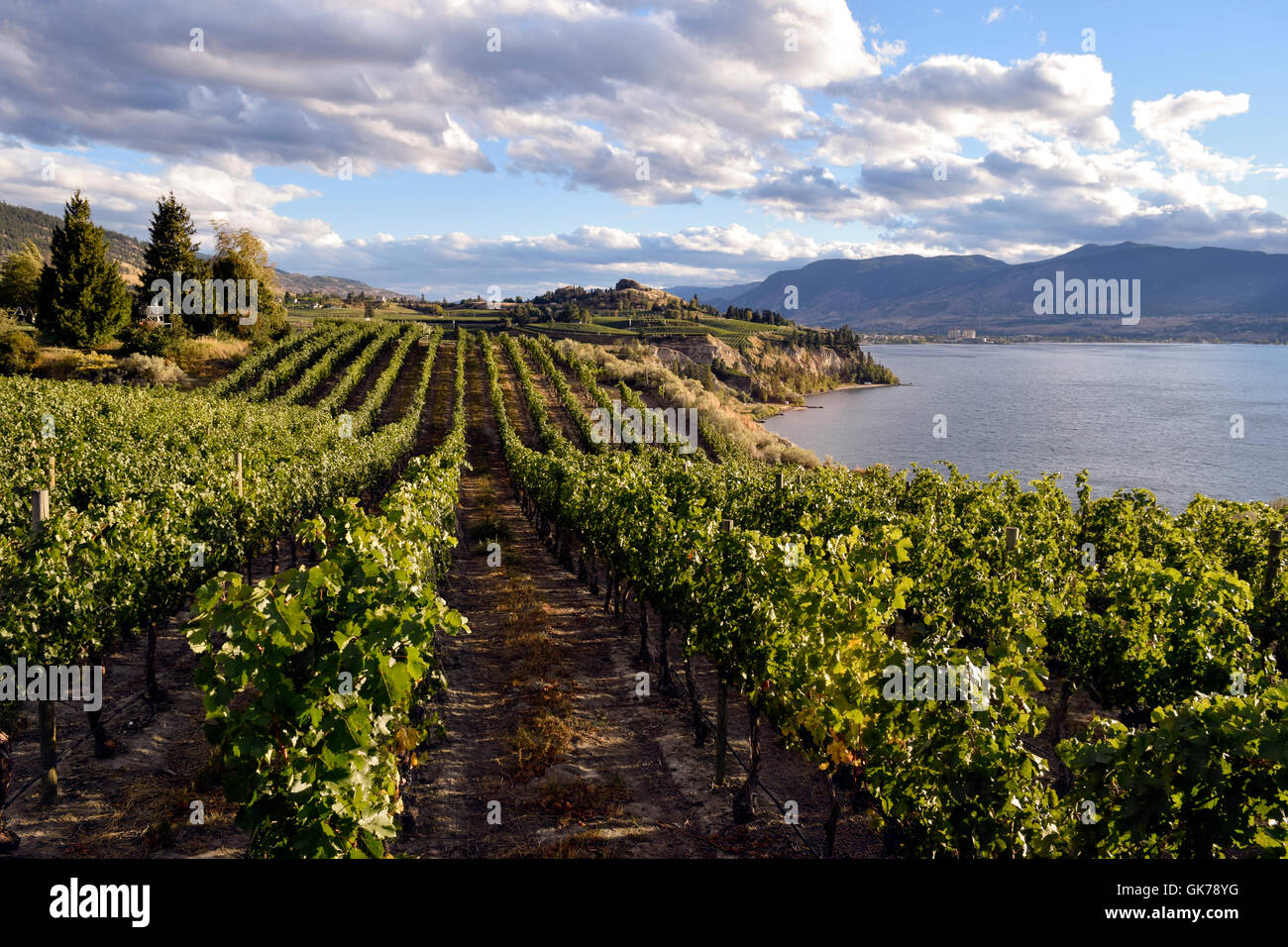 Vineyards Winery Wineries Scenic Scenics Landscape Landscapes
