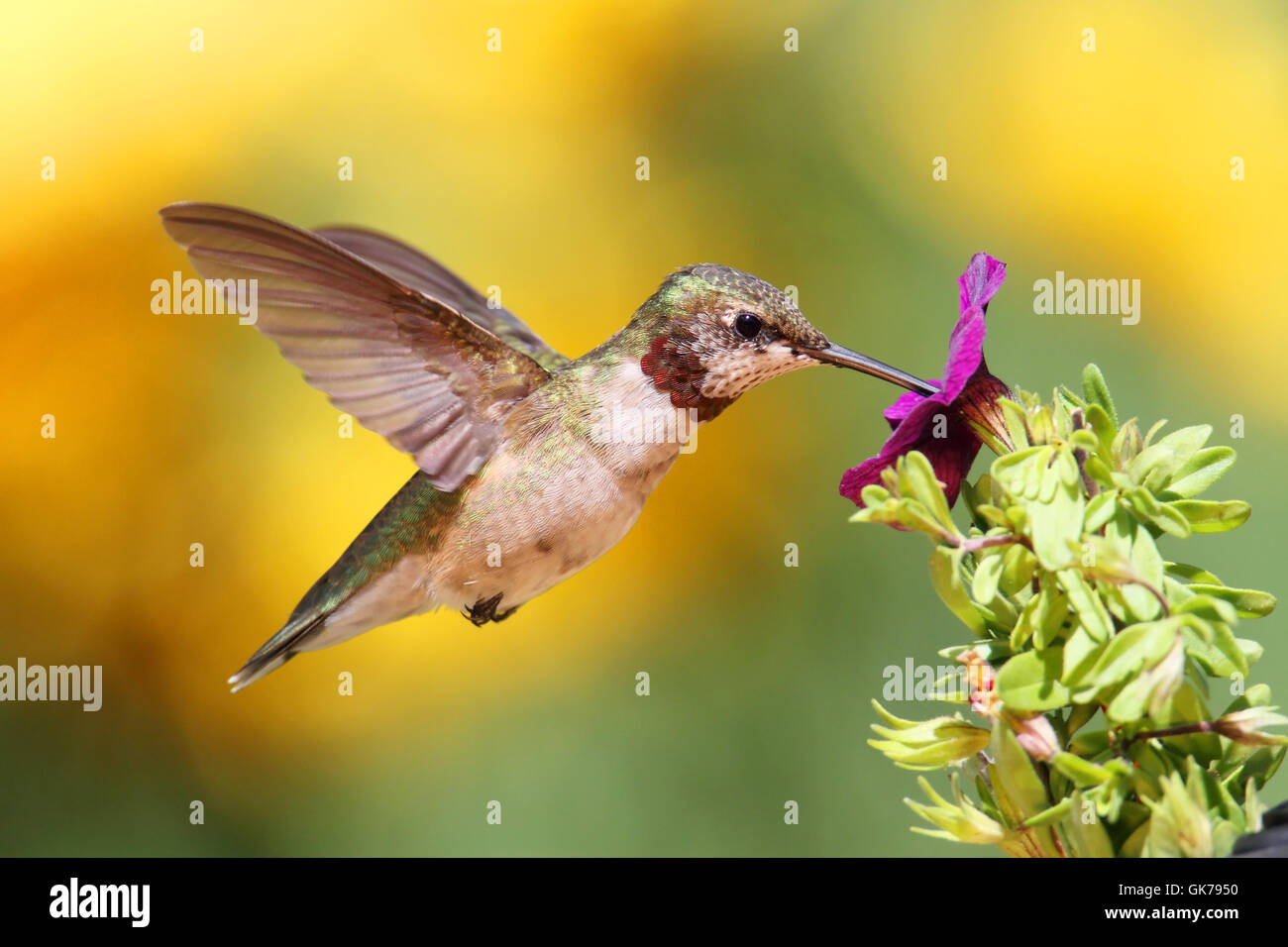 wild birds wildlife Stock Photo Alamy