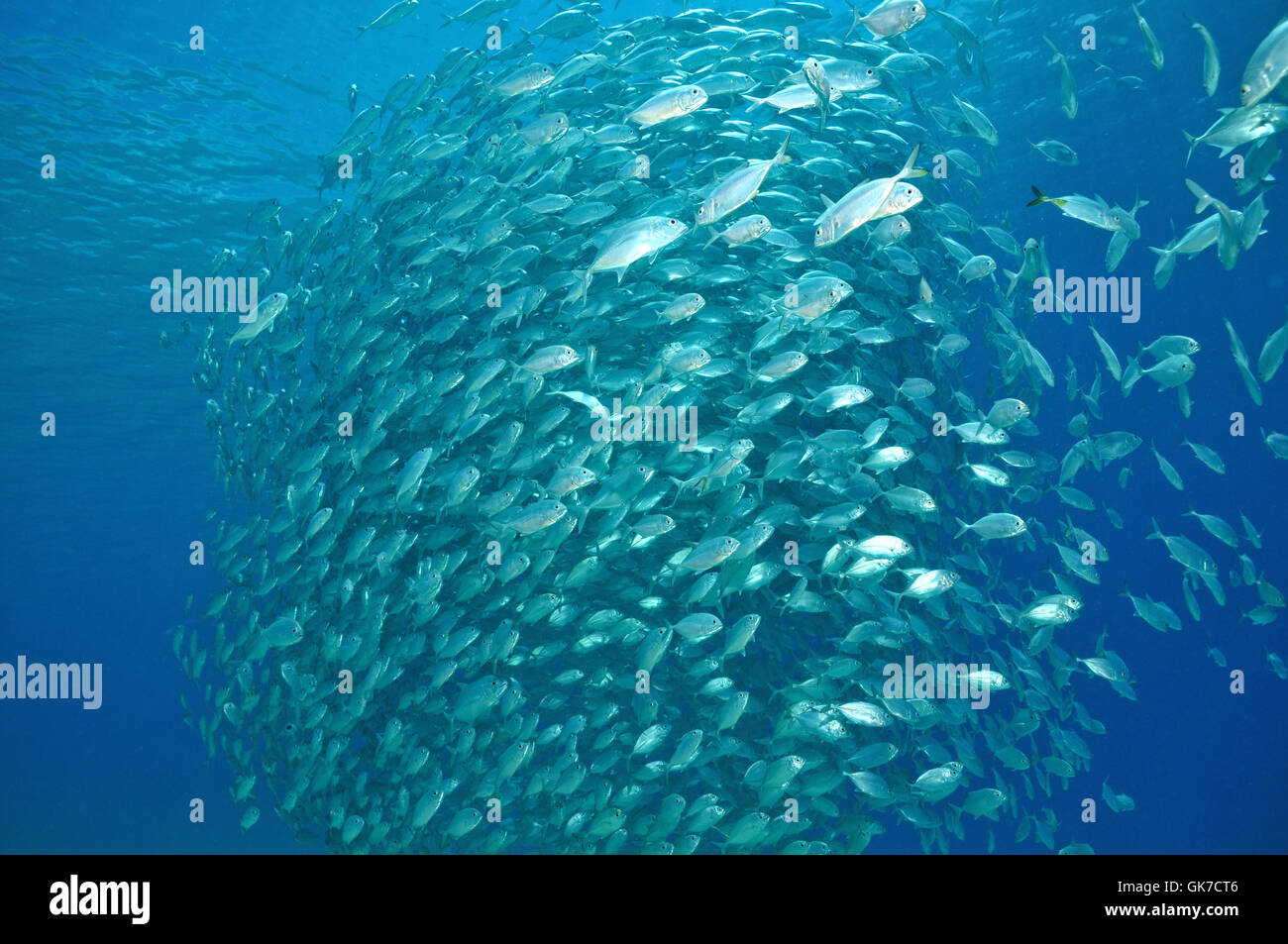 fish Stock Photo