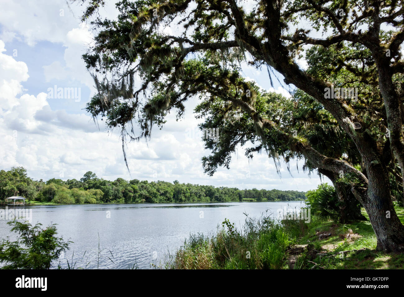 Florida Hendry County,La Belle,Caloosahatchee River,Bob Mason Waterfront Park,public park,tree,live oak,Spanish Moss,trunk,bark,FL160630014 Stock Photo