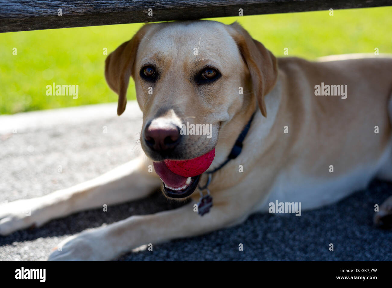 Dog bites ball hires stock photography and images Alamy