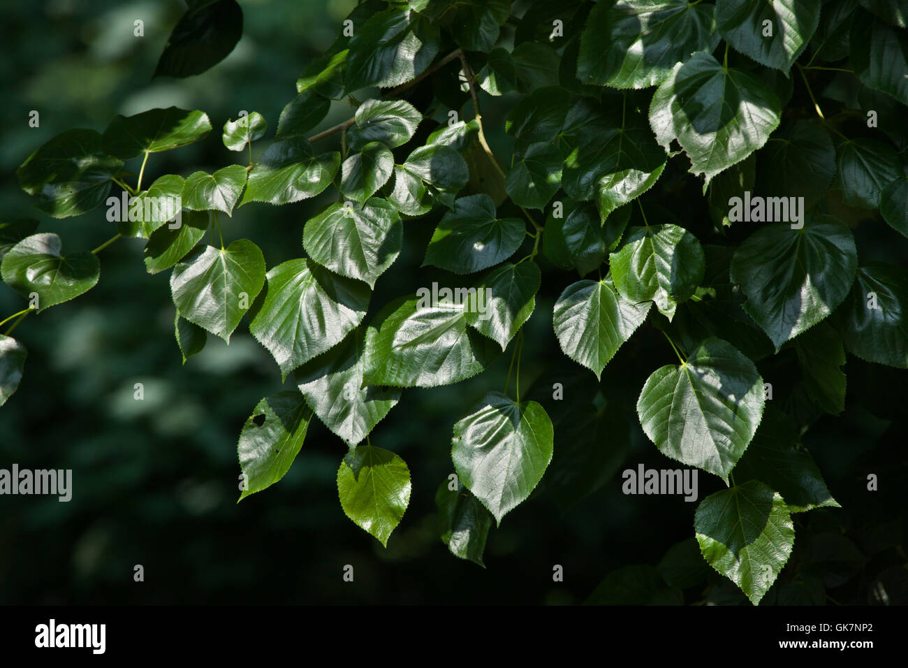 Caucasian linden (Tilia euchlora), also known as the Crimean linden. Stock Photo